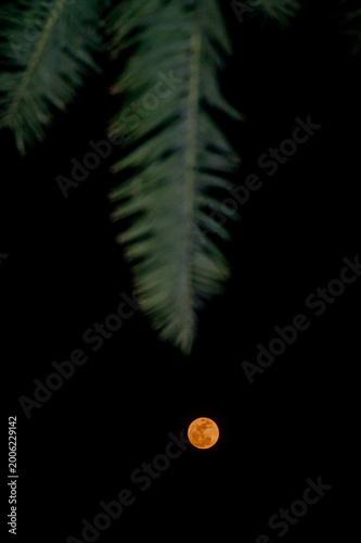 Photography The full moon in May is known as the Flower Moon, marking the peak of spring with abundant blooming flowers