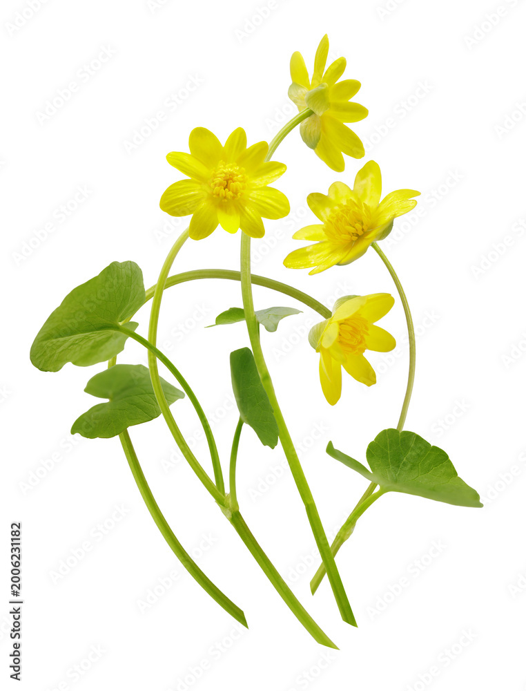 Fototapeta premium spring yellow lesser celandine flowers isolated on transparent background. Ficaria verna