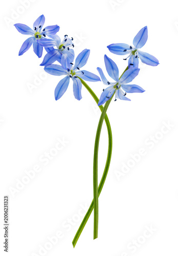 Картината върху платно Close up of blue scilla flowers isolated on transparent background, scilla siber