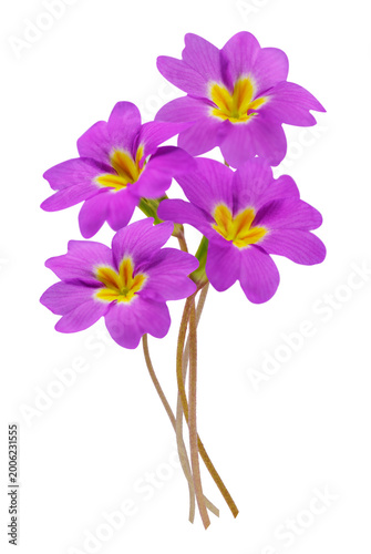 close up of colorful primula flowers isolated on transparent background