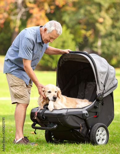 A man’s arm lifts a senior dog into a specialized orthopedic car seat for a comfortable park ride.