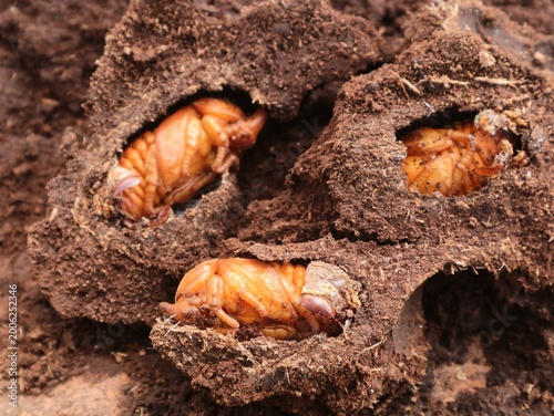 Rhinoceros beetle pupae (Oryctes nasicornis) resting inside their natural underground earthen cocoons. Commonly found in tropical compost or decaying wood