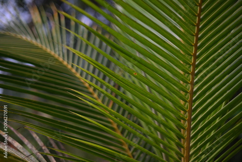 Green Fern leaf in tropical jungle with incredible bokeh