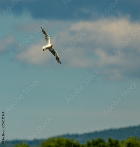 Φωτογραφία black-headed gull (Chroicocephalus ridibundus) in flight