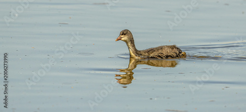 young common Eurasian coot (Fulica atra)