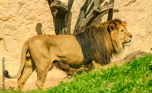 northern lion (Panthera leo leo) male