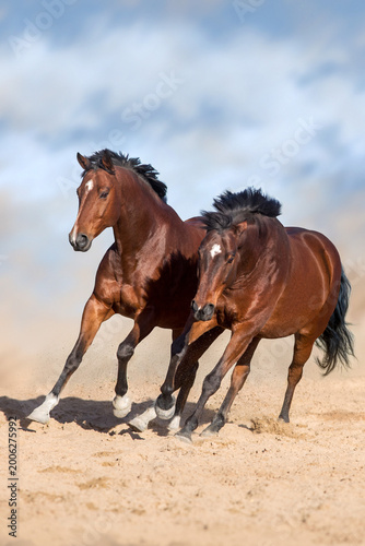 Bay horses run free in desert sand
