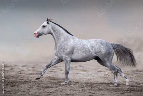 Arabian horse run free