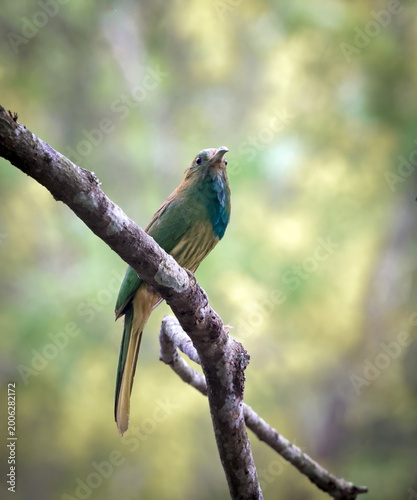 blue-bearded bee-eater is a species of bee-eater found in much of the Indian subcontinent and parts of Southeast Asia.