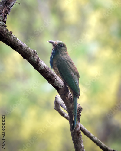 blue-bearded bee-eater is a species of bee-eater found in much of the Indian subcontinent and parts of Southeast Asia.