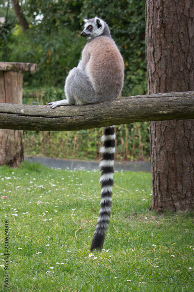 Fototapeta premium Ring-tailed lemur resting on a wooden beam with long striped tail hanging down, surrounded by greenery