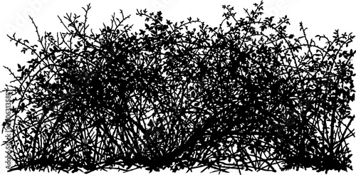 Wild thorny thicket silhouette with tangled branches and small leaves