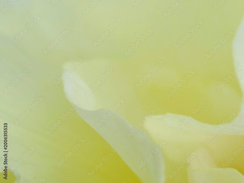 Fototapeta premium 牡丹の花びらの幻想的なマクロ撮影写真