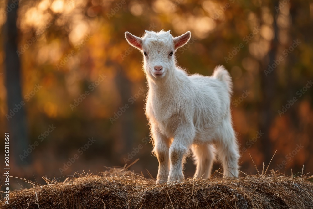Obraz premium white goat kid standing on straw bale with blurred autumn forest background, livestock farming, agriculture, countryside environment, cute animal portrait concept