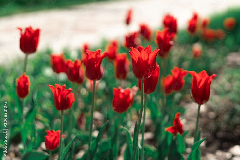 Obraz premium Flowering red tulip field with green foliage in bright daylight