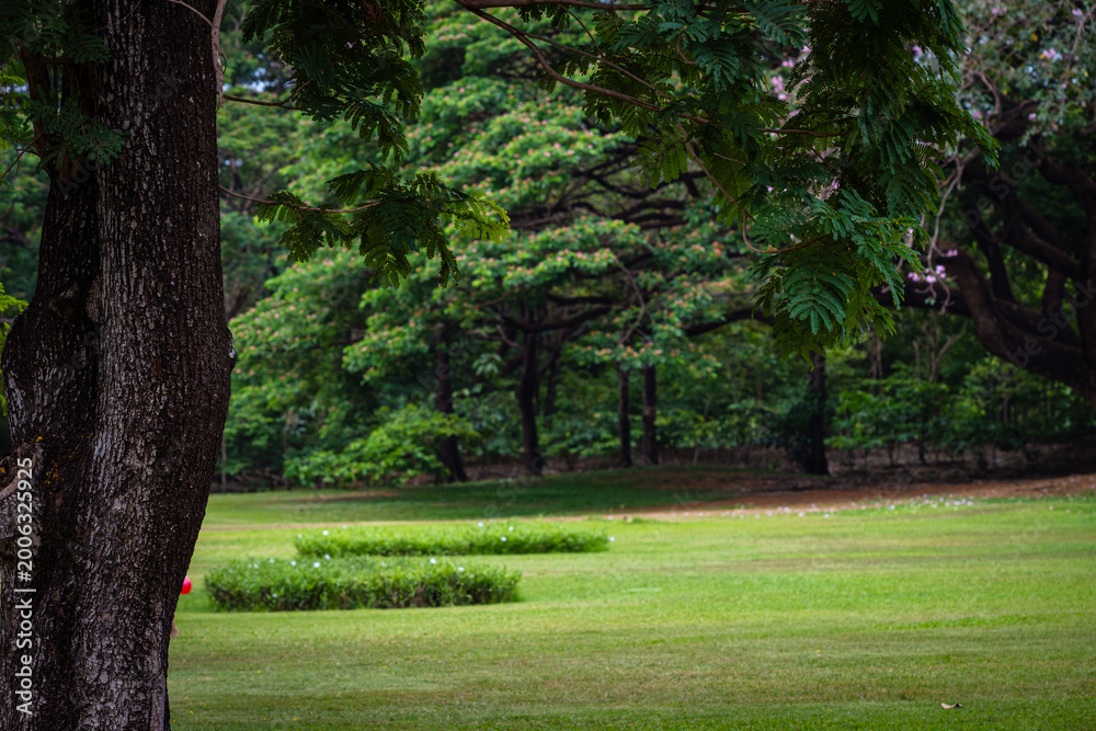 Fototapeta premium Green meadow grass with tropical tree forest in city public park