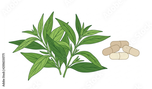 Photos Andrographis paniculata herb with capsules natural medicinal plant vector illust