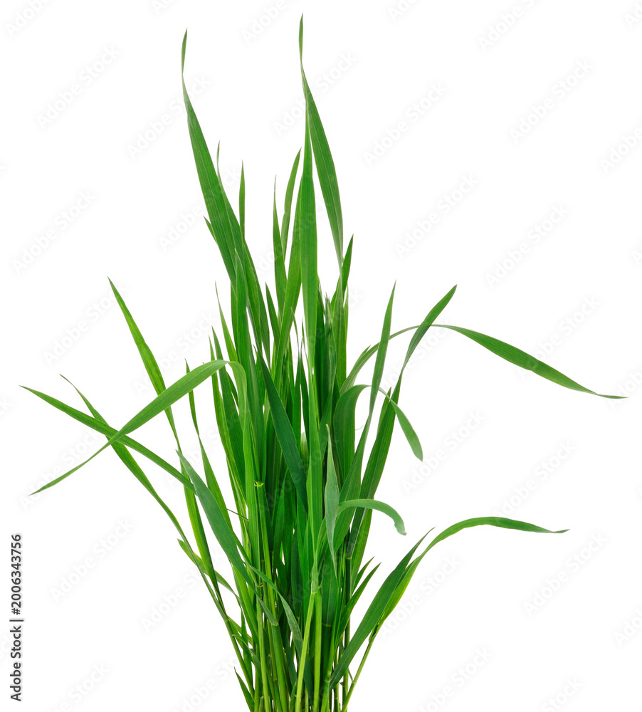 Fototapeta premium Green Grass Bunch Isolated on White Background