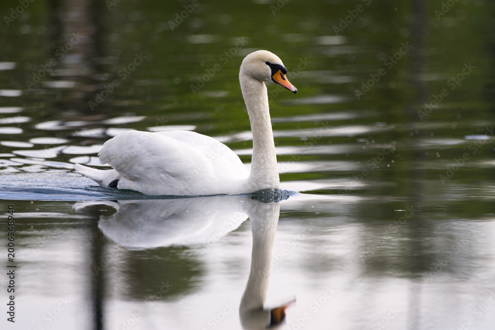 Fototapeta premium white swan swimming peacefully on calm water with a beautiful reflection, symbolizing nature, elegance and tranquility.