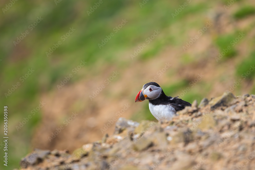 Obraz premium Wild Atlantic Puffin on Cliff Edge