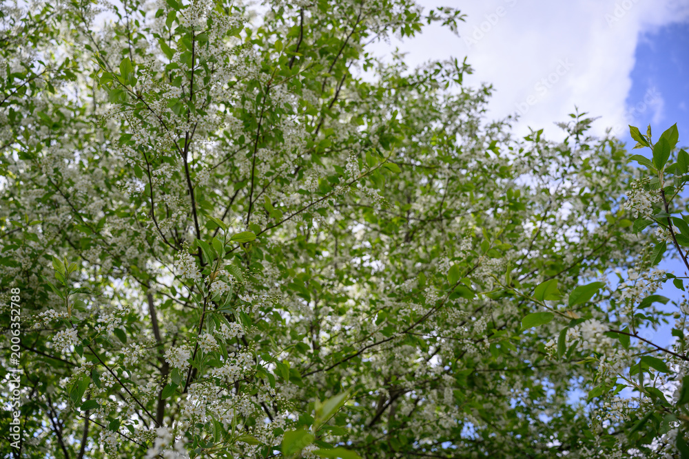 Fototapeta premium Beautiful white blossoms of a bird cherry on a branch outdoors.