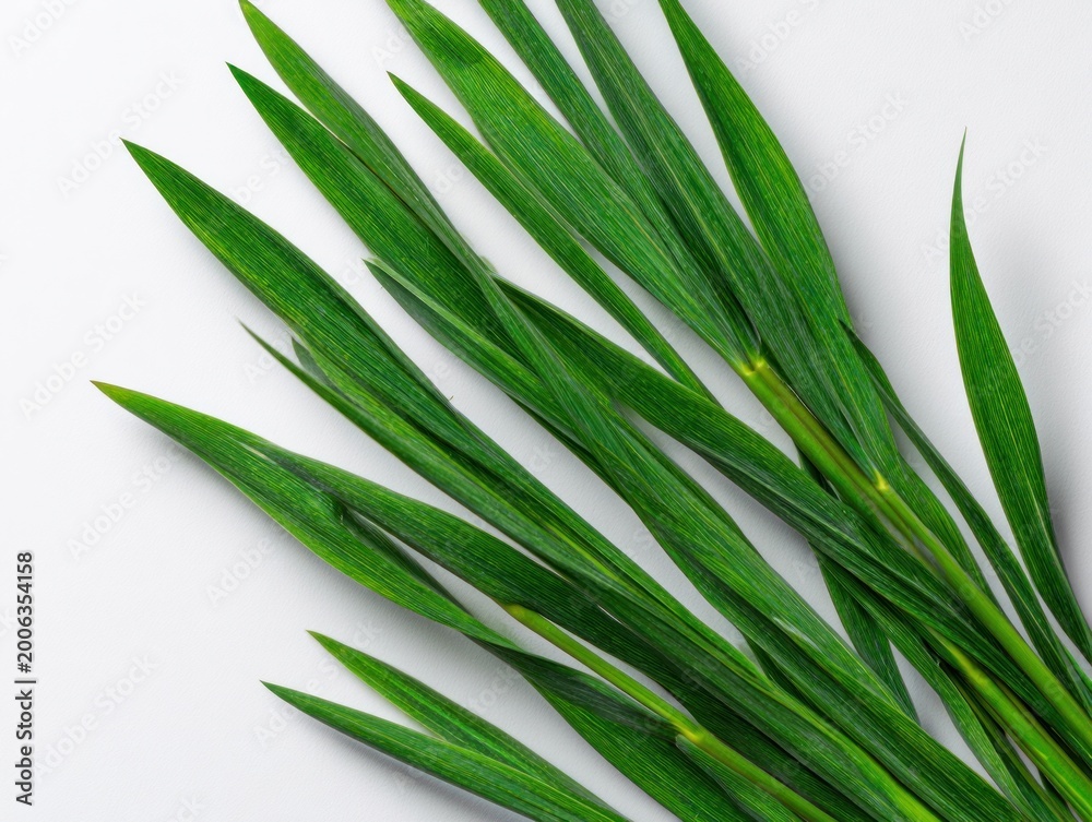 Fototapeta premium Close up of vibrant green blades of grass