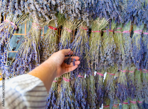 Foto Horizontal wide angle close up shot of a person's hand touching bundles of dried purple lavender hanging in rows