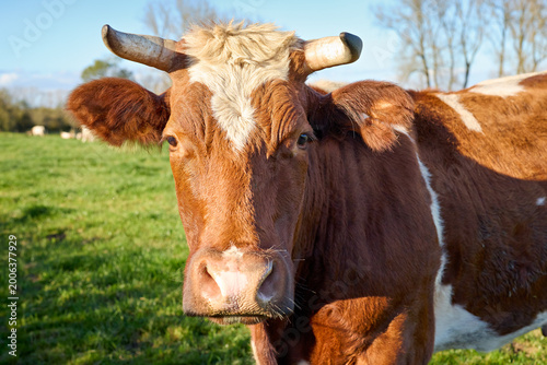 Φωτογραφία Friendly brown and white cow with horns gazing directly in a vibrant green field on a sunny day