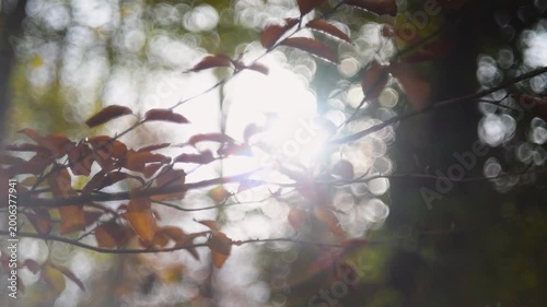 Twig with orange leaves swaying in with in autumn close up, there is sun in background making lens flare and beautiful bokeh