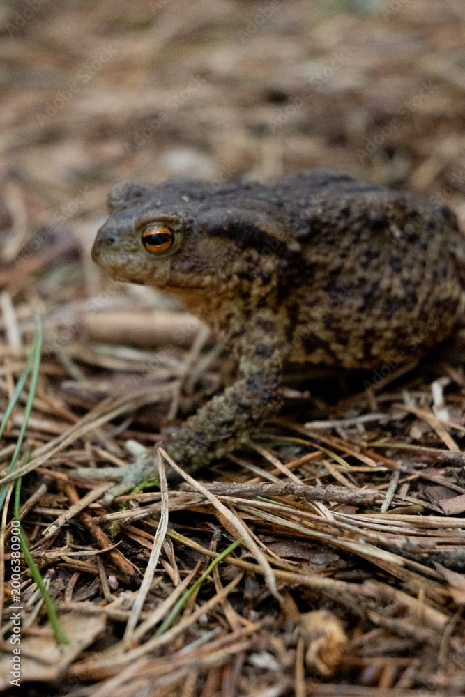 Fototapeta premium A toad rests on the forest ground surrounded by dried leaves, grass, and pine needles. The animal blends with its earthy environment during daylight hours while staying still