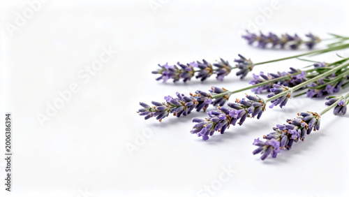A sprig of lavender with purple flowers and green stems rests on a white background, highlighting its delicate structure and vibrant color.