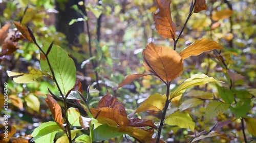Twig with green and brown leaves in autumn close up, leaves flicker in with