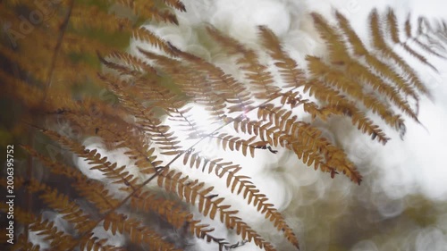 Fern in autumn close up, orange color and sun glowing in background
