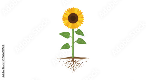 Foto Sunflower Plant with Roots and Leaves.