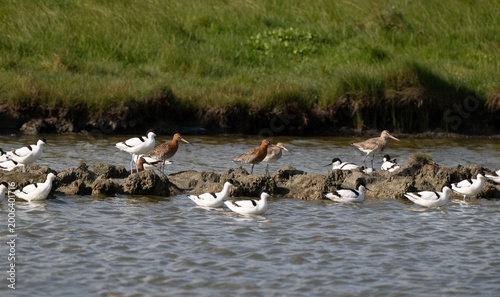 Avocette élégante, Barge à queue noire,