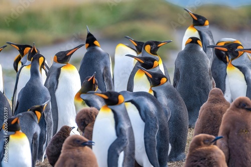 Schilderij op canvas king penguin colony