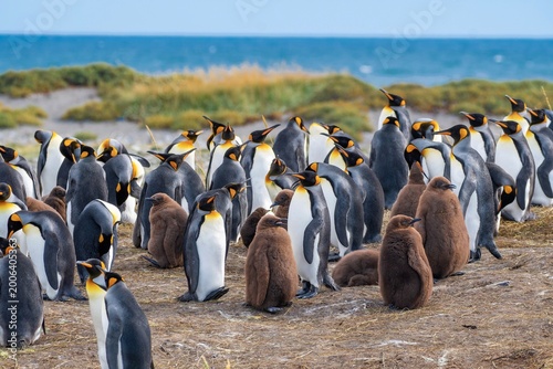 Photography king penguin colony