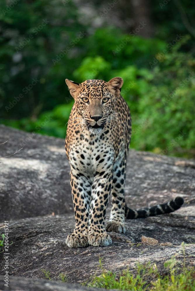 Fototapeta premium Untamed Beauty: A Powerful Male Leopard Surveying His Territory in Ceylon