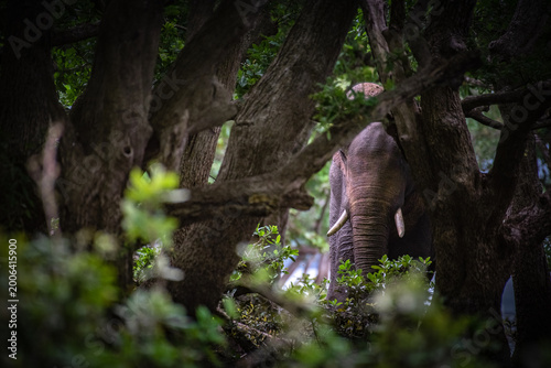 Fotografia Wild Asian Elephant Tusker Emerging from the Shadows of a Dense Jungle
