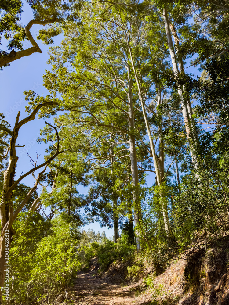 Fototapeta premium Mysterious hiking trail path through dense mountain forest
