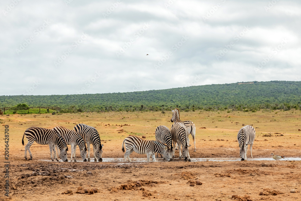 Fototapeta premium Zebra in Addo Elephant Safari Park