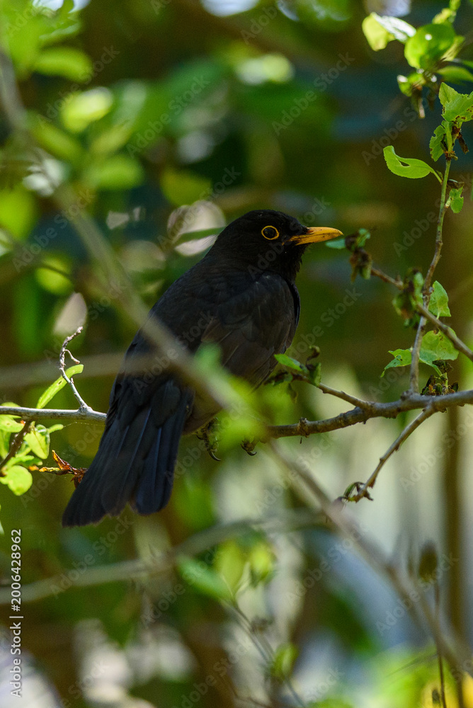 Fototapeta premium Blackbird perched on branch amid green leaves