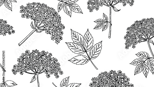 Vászonkép Black and white elderberry flowers with green leaves on white background seamless pattern