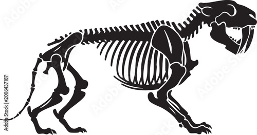 Saber-toothed tiger skeleton black silhouette scientific illustration