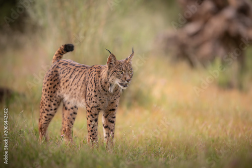 Iberian Lynx Standing with Raised Tail