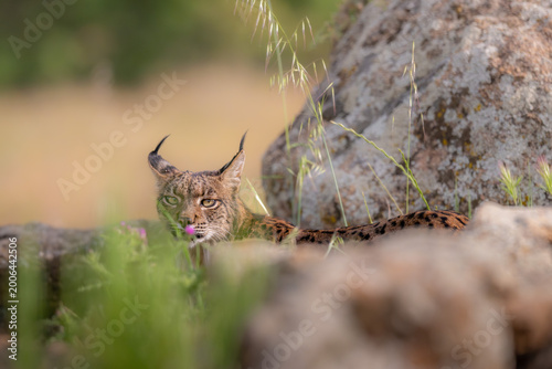 Photography Iberian Lynx Camouflaged and Resting Behind Rocks