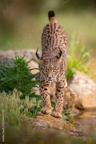 Iberian Lynx Prowling Over Rocks Toward Water