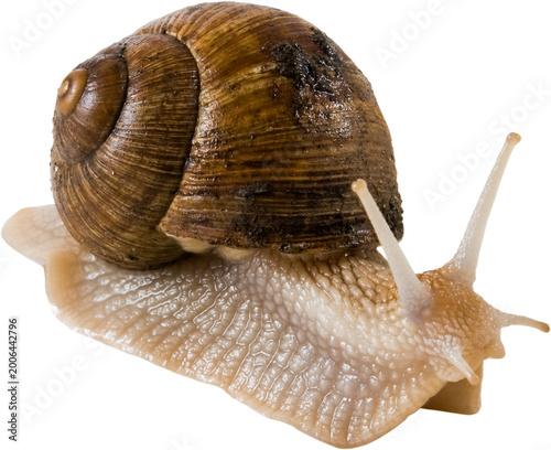 Snail crawling on a flat surface in a simple setting during daylight hours with natural light shining on its shell