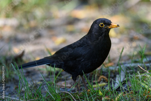 Fotografie European blackbird on grass with orange beak