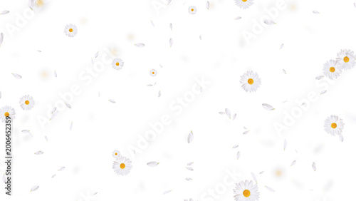 white daisies flower and petals pattern on transparent background,png cosmetic beauty and wave isolated social media motion design element